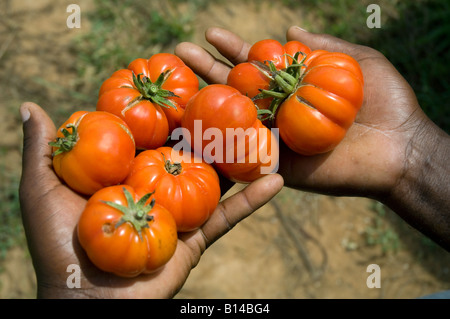 Landwirt mit Tomaten in den Händen, Kuluedor, Ghana Stockfoto