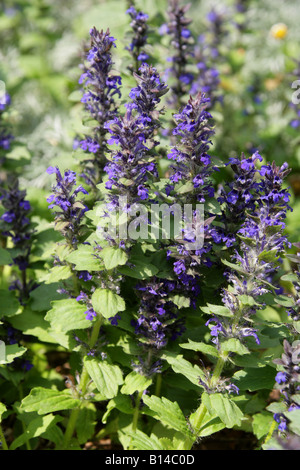 Genf Bugleweed aka Blue Bugle Ajuga Genevensis Lamiaceae Stockfoto