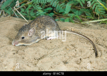 Mexikanische stacheligen Tasche Maus Liomys irroratus Stockfoto