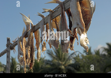 Fisch zum Seeweg Indien Trocknen aufgehängt Stockfoto