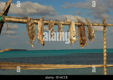 Fisch zum Seeweg Indien Trocknen aufgehängt Stockfoto