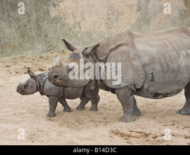 Männliches Baby eines gehörnten indische Nashorn (Rhinoceros Unicornis) Jontu und seine Mutter Jakichu in der San Diego Wild Animal Park Stockfoto