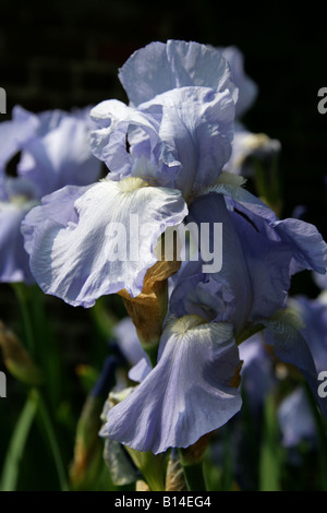 Deutsch Iris aka blaue Flagge, Seerosengewächse Iris oder Bartiris, Iris Germanica 'Jane Phillips' Iridaceae Stockfoto