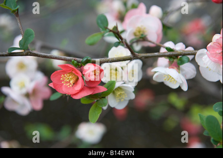 Kyoto, Japan. Chaenomeles Japonica 'Toyo Nishiki' (japanische Quitte), trägt die rote und weiße Blüten auf der gleichen Branche. Stockfoto