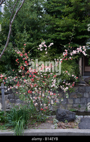 Kyoto, Japan. Chaenomeles japonica 'Toyo nishiki' (japanische Quitte) trägt der beiden roten und weißen Blumen auf dem gleichen Bush Stockfoto