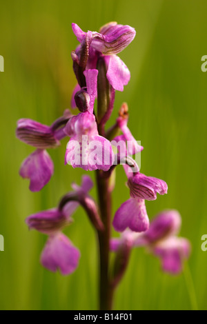 Green-winged Orchid [Orchis Morio], wilde Blume wächst im Feld "close up" Detail, England, UK Stockfoto