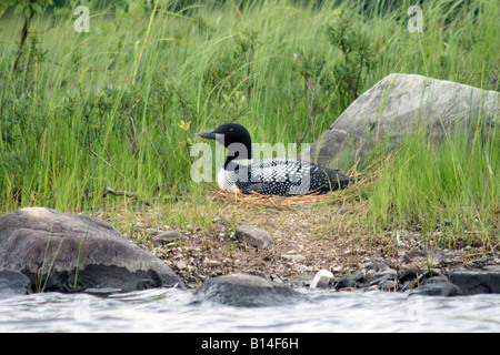 eine gemeinsame Loon (Gavia Immer) Wasservogel auf ein Nest auf einer Insel in einem See in Kanada Stockfoto