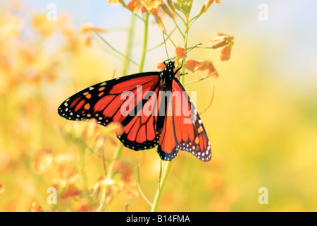 Männliche Monarch-Schmetterling Migration Stockfoto