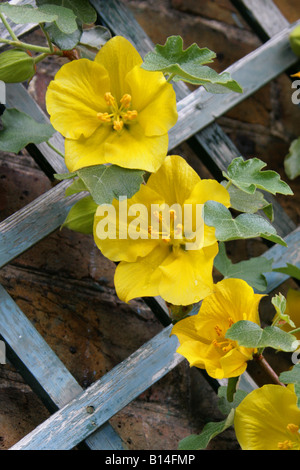 Kalifornien Flanell Bush, Fremontodendron Californicum, 'California Glory', Malvaceae (Sterculiaceae). USA Stockfoto