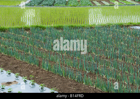 Felder und Reisfelder, die im Frühjahr in Japan mit Zwiebeln und feuchten Reisfeldern bepflanzt wurden. Stockfoto