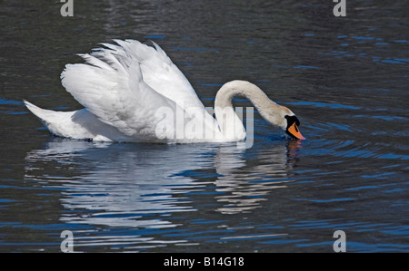 Höckerschwan (Cygnus Olor) Stockfoto