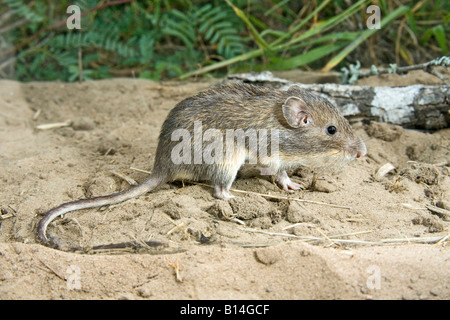Mexikanische stacheligen Tasche Maus Liomys irroratus Stockfoto