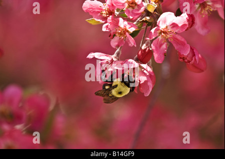 Hummel, Nektar von hellen Fuschia Blütenbaum Zierapfel (Malus Floribunda) Stockfoto