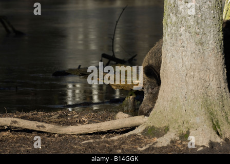 Wildschwein hinter einem Baum Stockfoto