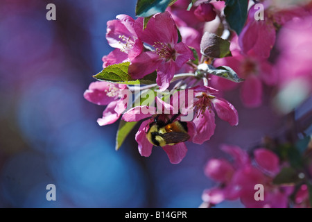 Hummel, Nektar von hellen Fuschia Blütenbaum Zierapfel (Malus Floribunda) Stockfoto