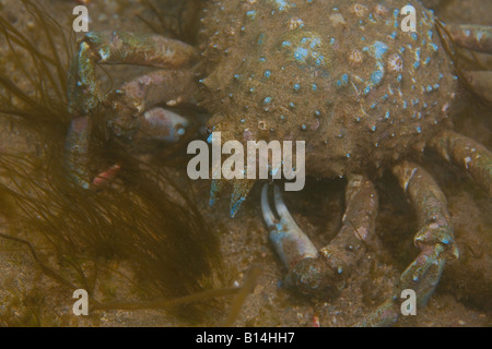 Schaf-Krabbe (Loxorhynchus Grandis) im flachen Wasser auf Catalina Island, Kalifornien Stockfoto