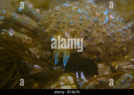 Schaf-Krabbe (Loxorhynchus Grandis) im flachen Wasser auf Catalina Island, Kalifornien Stockfoto