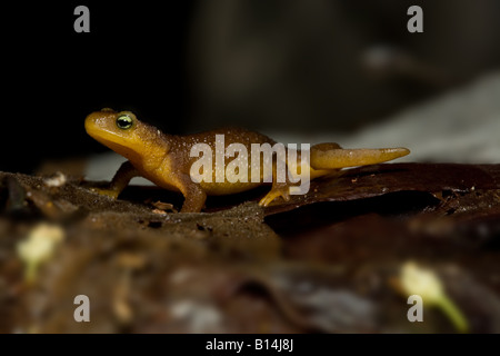 Coastal Range Newt (Taricha Torosa Torosa) Stockfoto