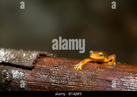 Coastal Range Newt (Taricha Torosa Torosa) Stockfoto