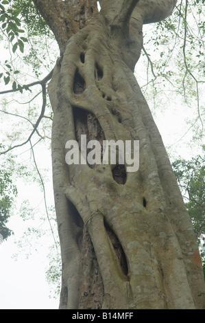 Closeup Banyan Baum wickelte seine "Würger Wurzeln" um Wirtsbaum in Periyar Wald reservieren Sie Thekkady Kerala Indien Stockfoto