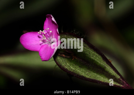 Eine kleine rosa Blume und seine schöne saftige lassen Stockfoto