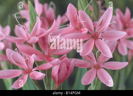 Hesperantha coccinea syn. Schizostylis coccinea „Fenland Daybreak“ (Kaffir-Lilie) Stockfoto