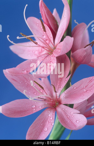 Hesperantha coccinea syn. Schizostylis coccinea „Fenland Daybreak“ (Kaffir-Lilie) Stockfoto