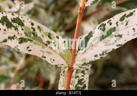 Salix Integra 'Hakuro-Nishiki' (Flamingo Baum, japanische Weide) Nahaufnahme der Blätter. Stockfoto