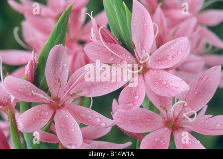 Hesperantha coccinea syn. Schizostylis coccinea „Fenland Daybreak“ (Kaffir-Lilie) Stockfoto