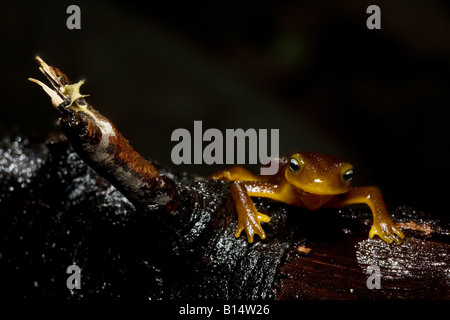 Coastal Range Newt (Taricha Torosa Torosa) Stockfoto