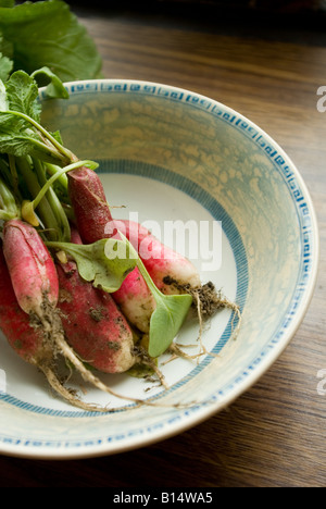 Französisch Frühstück Rettich in blau Schüssel Stockfoto