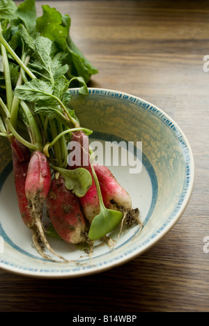 Französisch Frühstück Rettich in blau Schüssel Stockfoto