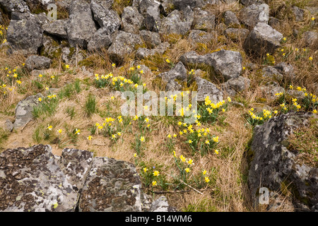 Narzissen auf der Oberseite des Cezallier-Massivs (Frankreich). Jonquilles (Narcissus Pseudonarcissus) Dans le Cézallier (Frankreich). Stockfoto