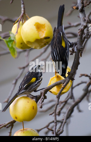 Ein paar neue Holland Honigfresser Fütterung auf die Reifen Äpfel im Herbst in Tasmanien Australien Stockfoto