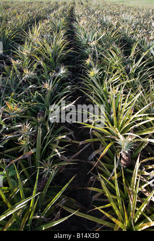 REIHEN VON ANANAS PFLANZEN VERTIKALE BDB10064 Stockfoto