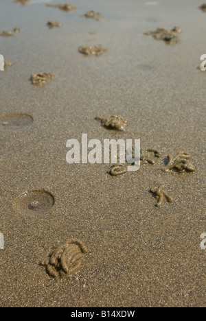 Wurm wirft im sand Stockfoto