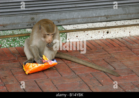 Makaken-Affen essen Chips auf der Straße, Lopburi, Thailand Stockfoto