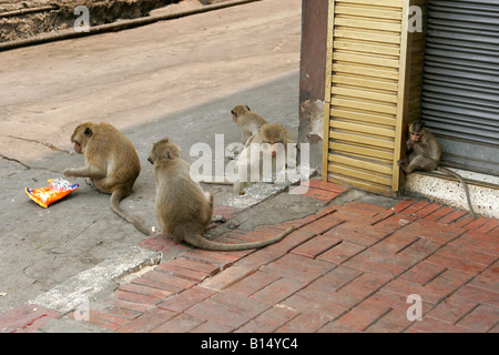 Makaken-Affen essen Chips auf der Straße, Lopburi, Thailand Stockfoto