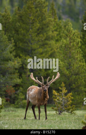 Elche oder Wapiti (Cervus Canadensis) im Yellowstone-Nationalpark, Wyoming Stockfoto