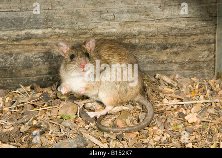 Schwarze Ratte Rattus Rattus Harlingen Texas USA 5 April Erwachsenen Polypodiaceae Stockfoto