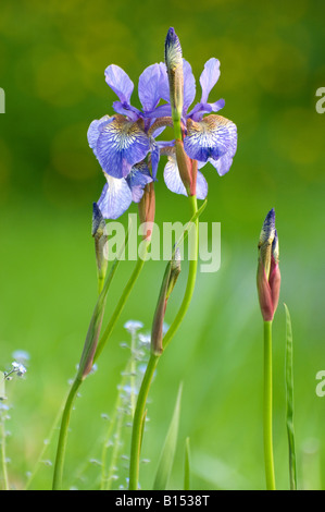 Blaue Iris "Iris Sp" Stockfoto