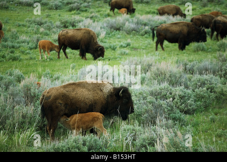 Der amerikanische Bison (Bison Bison) im Yellowstone-Nationalpark, Wyoming. Stockfoto