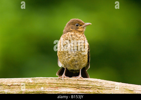 Junge weibliche Amsel am Zaun (Turdus Merula) im Vereinigten Königreich Stockfoto