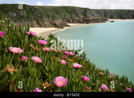 Wilde Blumen wachsen auf den Klippen oberhalb Porthcurno Strand, Cornwall. Stockfoto