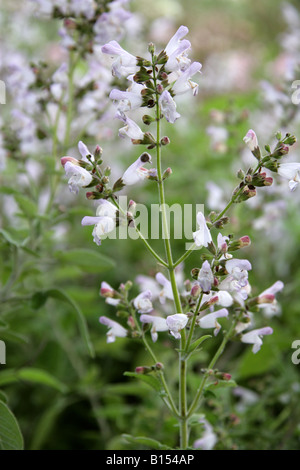 Griechischer Salbei oder griechische Oregano Salvia Fruticosa Lamiaceae aka drei gelappten Salbei Stockfoto