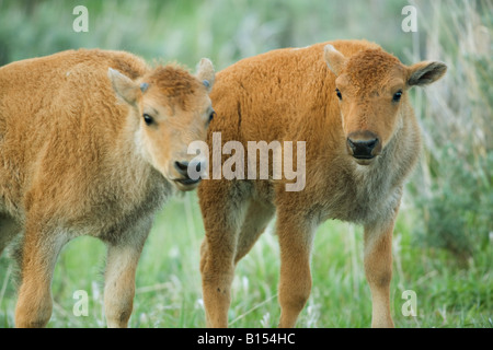 Der amerikanische Bison (Bison Bison) im Yellowstone-Nationalpark, Wyoming. Stockfoto