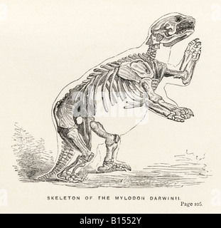 Skelett von Mylodon Darwinii. Aus dem Buch Journal of Researches von Charles Darwin. Stockfoto