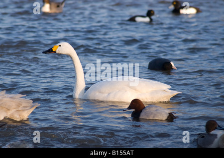 Bewicks Schwan, Cygnus Columbianus Bewickii mit anderen Enten Stockfoto