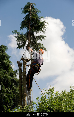 Baumpfleger Senkung eine Leylandii-Baum im Garten Stockfoto