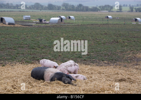 Bio britische Saddleback Schwein an Helen Brownings Eastbrook Bauernhof Bishopstone Stockfoto